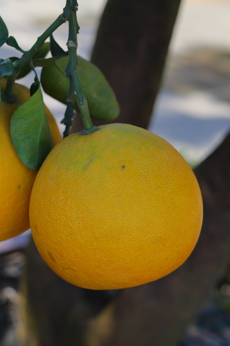 Close-up of two yellow pummelo fruits growing on a tree branch in daylight.