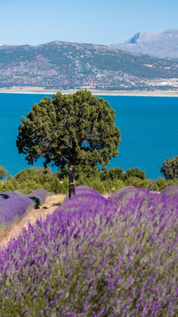 Scenic view of lavender fields, lake, and mountains in Burdur, Türkiye.